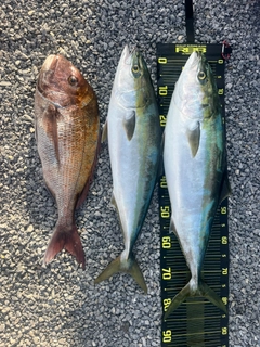 ブリの釣果