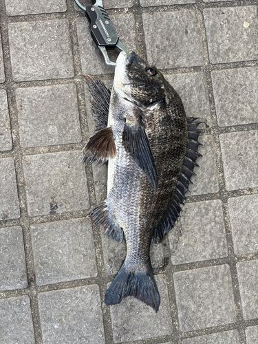 クロダイの釣果