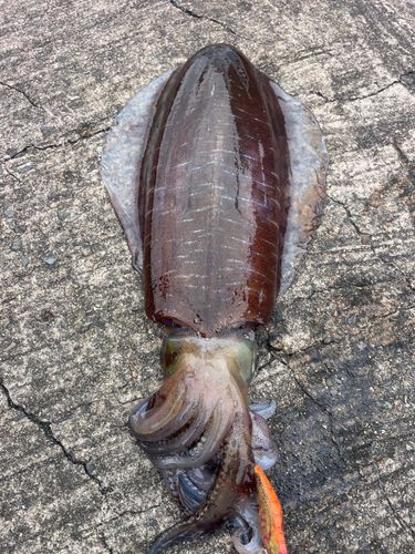 アオリイカの釣果