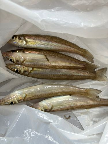 キスの釣果