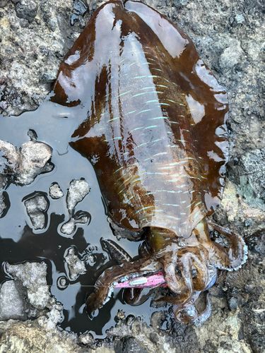 アオリイカの釣果