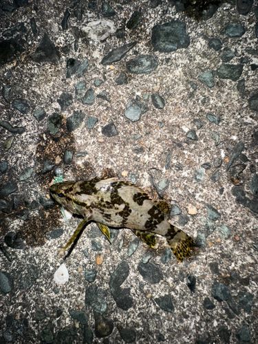 タケノコメバルの釣果