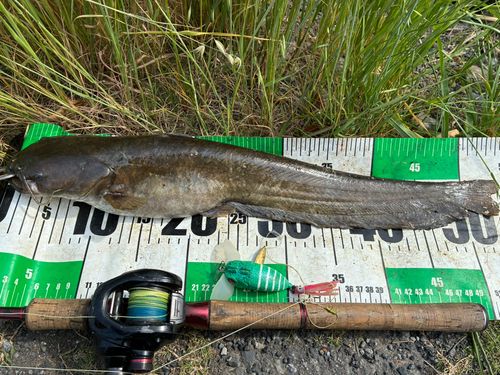 ナマズの釣果