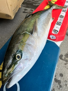ブリの釣果
