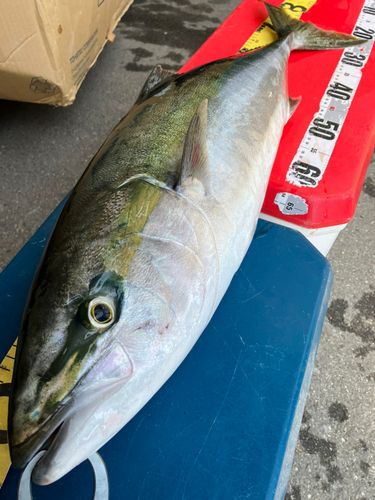 ブリの釣果