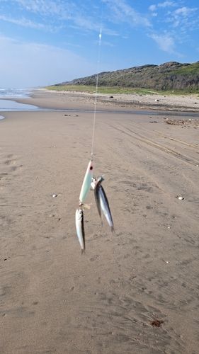 イワシの釣果