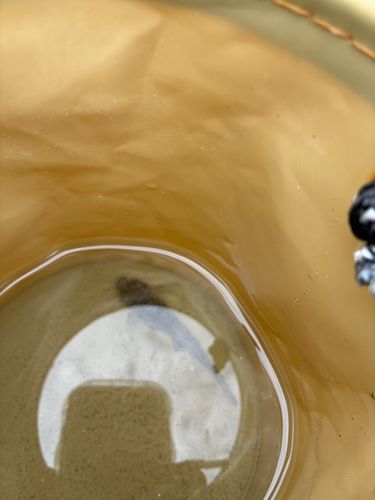 ハゼの釣果