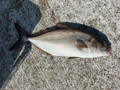 カンパチの釣果
