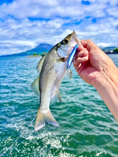 セイゴ（ヒラスズキ）の釣果