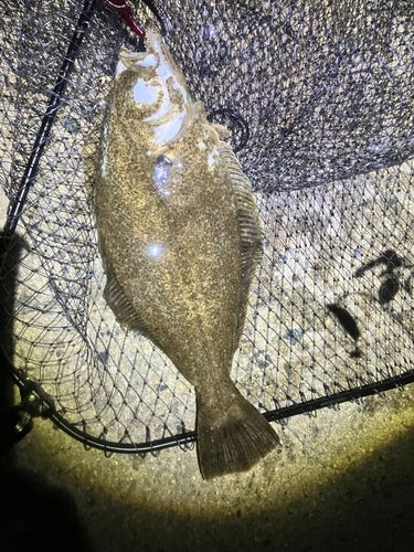 ヒラメの釣果