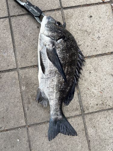 クロダイの釣果