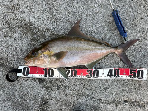 ヒレナガカンパチの釣果