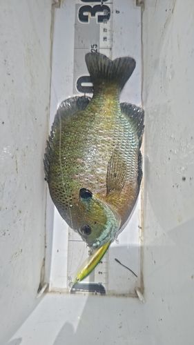 ブルーギルの釣果