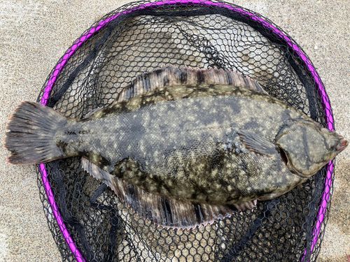 クロガシラガレイの釣果
