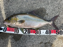 ヒレナガカンパチの釣果