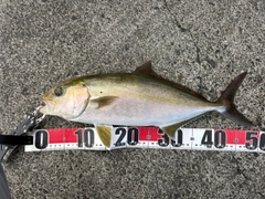 カンパチの釣果