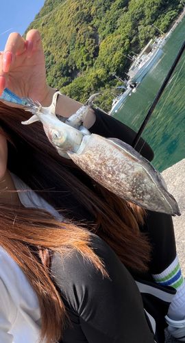 コウイカの釣果