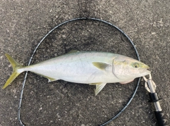 ワラサの釣果