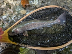 ニッコウイワナの釣果