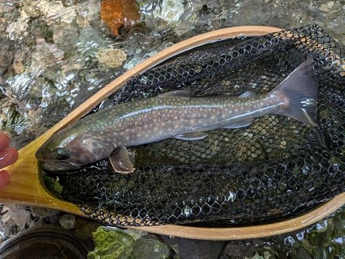 ニッコウイワナの釣果