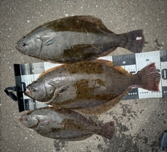 ヒラメの釣果