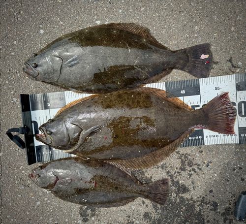 ヒラメの釣果