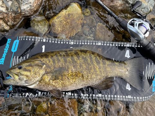 スモールマウスバスの釣果