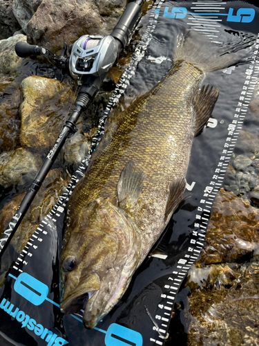 スモールマウスバスの釣果
