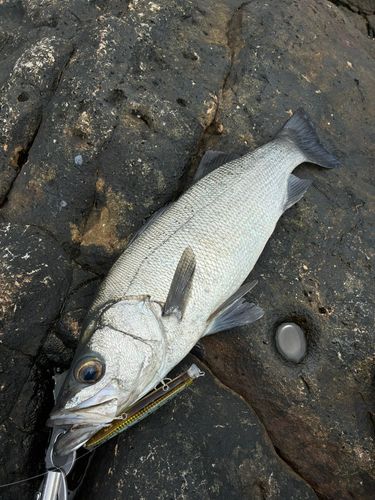 ヒラスズキの釣果