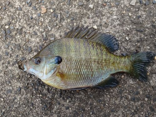 ブルーギルの釣果