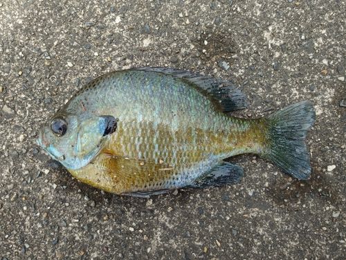 ブルーギルの釣果