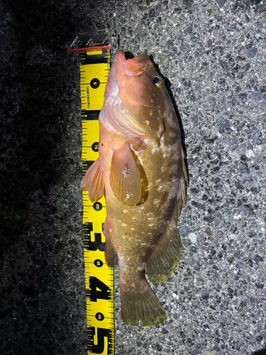 キジハタの釣果