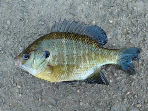 ブルーギルの釣果