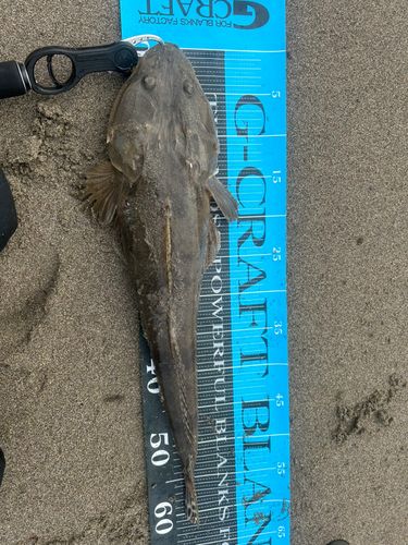 マゴチの釣果