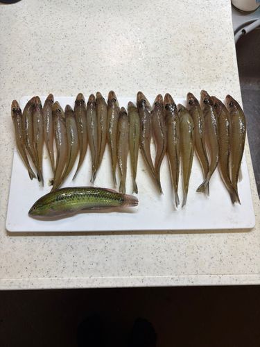 キスの釣果