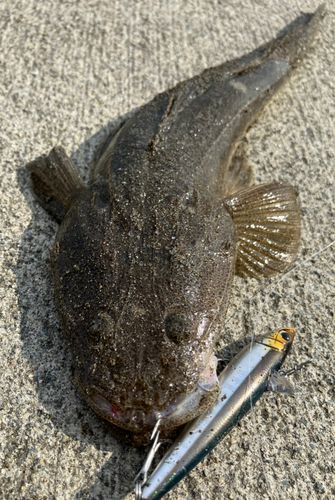 マゴチの釣果