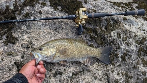 スモールマウスバスの釣果