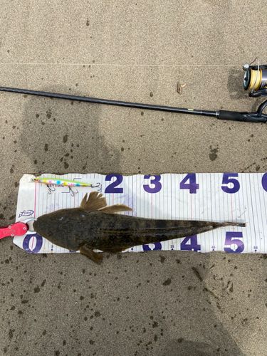 マゴチの釣果