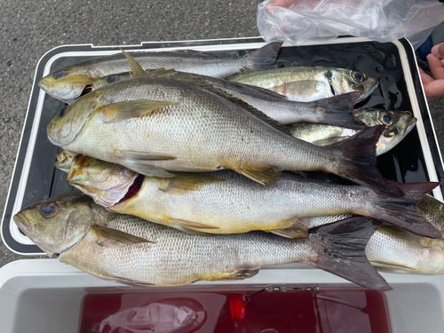 イサキの釣果