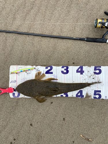 マゴチの釣果