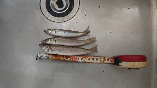 シロギスの釣果