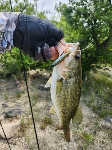 ラージマウスバスの釣果