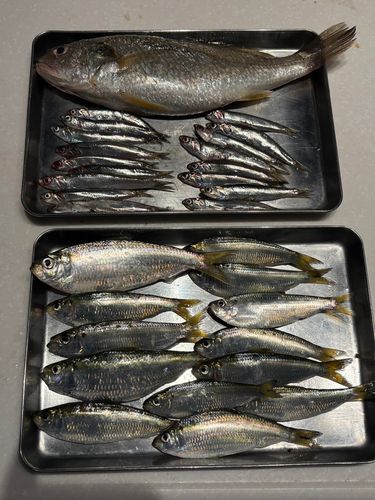 イシモチの釣果