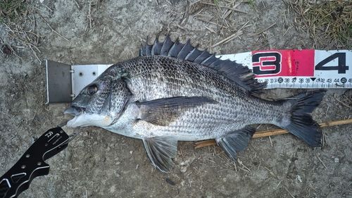 クロダイの釣果