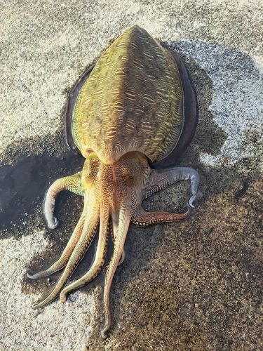 モンゴウイカの釣果