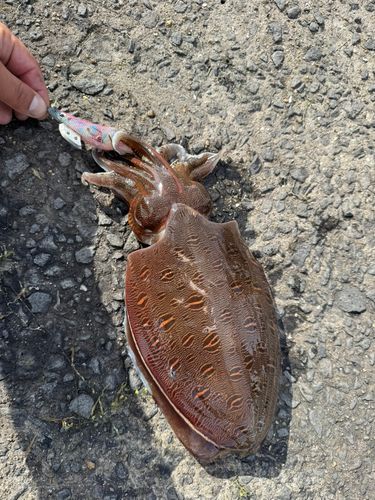 モンゴウイカの釣果