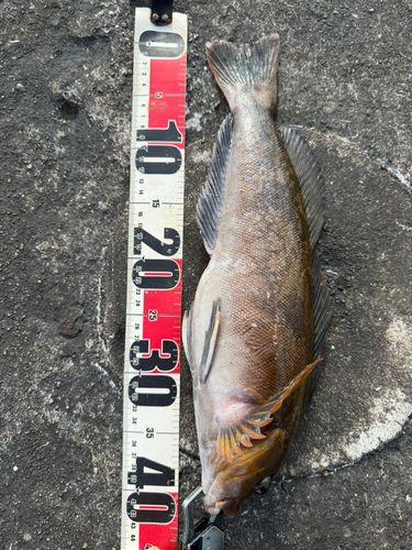 アイナメの釣果
