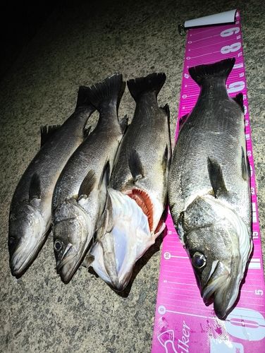 ヒラスズキの釣果