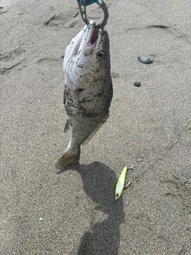 ニベの釣果