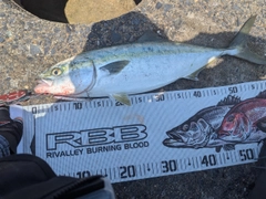 ワラサの釣果